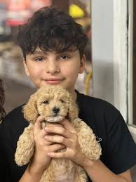 Mini Golden's available today at Bluegrass Seed & Fertilizer!!!