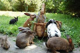 Bevor man ein gehege baut, ist es photo tour of our rabbit yard bevor wir unsere hasen nach hause brachten, durchsuchte ich das internet und. Kaninchenhaltung Wie Halte Ich Kaninchen Richtig Peta Deutschland E V