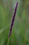 Image result for Sacciolepis spiciformis