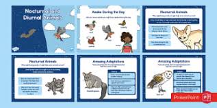 Diurnal animals use a combination of methods, but vision may be more vital. Diurnal Animals Diurnality Diurnal And Nocturnal Definition