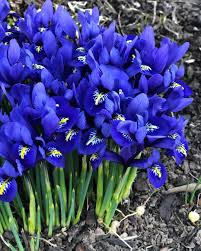 Every year i look forward to their technicolour blooms and the floraison they can add to the garden or any space no matter how small. I Have One Sweet Little Patch Of These Iris Blooming Right Now It Looks Like A Bunch Of The Daffodils Are Bu Iris Flowers Pansies Flowers Beautiful Flowers