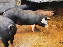 Azi 15:33 100 m2 | 3 camere. Porci De Carne Okazii Ro