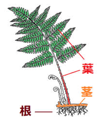 シダ植物とは 中学生向けに解説