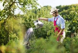 Jardinage Et Petits Travaux Comment Payer En Cheques Cesu