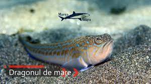 Cui donează banii fosta soție a lui jeff bezzos, cel mai bogat om din lume, face donații de miliarde de euro. Cel Mai Periculos PeÈ™te Din Marea NeagrÄƒ Youtube