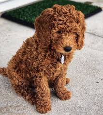 I was so hesitant to purchase a puppy online but it was nothing but a wonderful experience with premier pups. 100 Best Cavapoo Puppies Images That Will Make You Go Aww Animals Paradise Goldendoodle Puppy Puppies Cute Dogs And Puppies