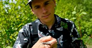 Researchers probe threats to salmonfly, a foundational bug