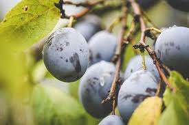 Qu Est Ce Que La Pruine Tout Savoir Sur Les Fruits La Cour D Orgeres Fruits Quetsche Fruit