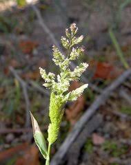 Image result for Andropogon festuciformis