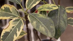 見つけたらラッキー 斑入りのゴムの木とは 観葉植物の基礎知識 Apego