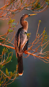 Birds Of A Feather 2 Pin By Karen Sirna On Birds Of A Feather 2 Nature Birds Beautiful Birds Most Beautiful Birds