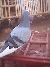 Perintis kemerdekaan no.6, dawungan kidul, pulisen, kabupaten boyolali, jawa tengah; Jual Beli Burung Area Surabaya Jual Beli Genteng Kebumen Seitenverzeichnis