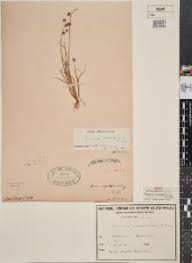 Image result for Juncus lomatophyllus