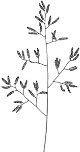 Image result for Eragrostis paniciformis