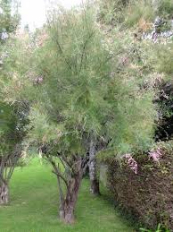 Image result for tamarix ramosissima pink cascade