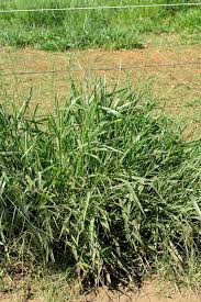 Image result for Sarcocornia decumbens