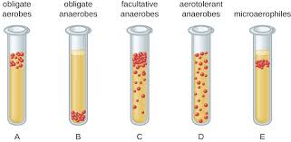 oxygen requirements for microbial growth microbiology