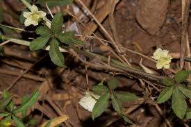 Image result for Merremia quinquefolia