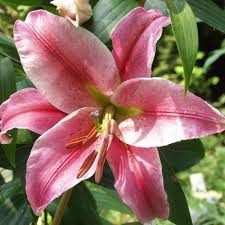Orientalische Lilien Anmutige Schonheiten Lilien Pflanzen Lilien Pflanzen