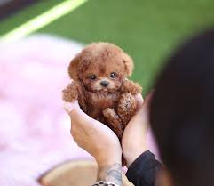 Die hunde sollen selbst als erwachsene tiere noch klein genug sein, um. Miniaturetoys Dietandsports Puppies Sale Teacup Puppies For Sale Teacup Puppy Miniature Toy Dogs Bulldoggenwelpen Susse Tiere Babyhunde