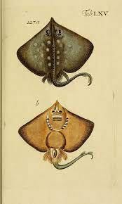 Scientific Illustration Dendroica Die Spiknase By Biodivlibrary On Scientific Illustration Fish Art Vintage Illustration