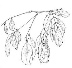 Image result for Pterocarpus lucens