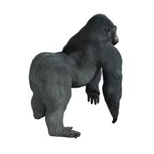 3d Obj Gorilla Silverback Silverback Gorilla Animals