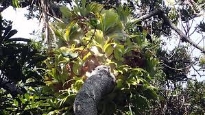 Maybe you would like to learn more about one of these? These Ferns May Be First Plants Known To Work Together As Ants Do Science News For Students