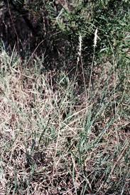 Image result for Pleurostylia africana