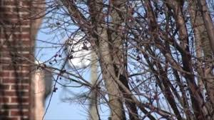 @AttorneyCrump's video Tweet