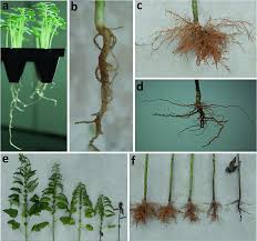 Image result for Sesamum calycinum