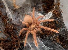 This spider will create intricate tubular burrows all over its enclosure. Neoholothele Incei Formerly Holothele Trinidad Olive Gold Form Tarantulas