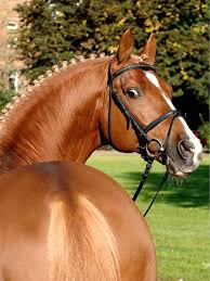 Aktuelle termine der ferien in deutschland hessen. The Hesse State Stud Dillenburg Die Deutschen Landgestute