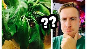 Why Your Peace Lily Leaves are Drooping?