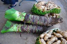 Naturally low in fat and high in nutritional value, they are packed with health benefits. Tongan Livelihood Living Off The Land For Handicrafts Crops Cultureliving Oceans Foundation