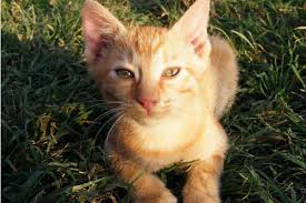 Precognitive Dream Of An Unwanted Kitten Learn Dream Interpretation