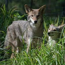 Make sure your cat is not out at the time. Coyotes Are Terrorizing Baton Rouge Neighborhoods As Cats Are Going Missing Residents Say News Theadvocate Com