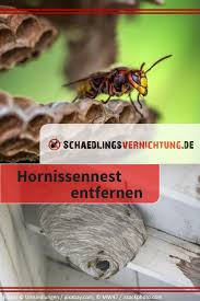 Hat man ein hornissennest im garten, sollte man es nach möglichkeit hängenlassen. Hornissennest Entfernen Wie Gefahrlich Sind Hornissen Wirklich Und Was Darf Man Gegen Sie Tun Hornissen Hornissennest Garten Hornisse Hornissen Nestchen