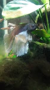Betta Heavy Breathing Myfishtank Net Forum