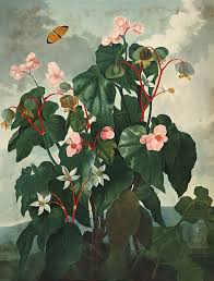 Facebook gives people the power to share and makes the. Begonia Wikipedia
