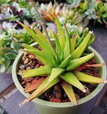 Image result for Tragia glabrata