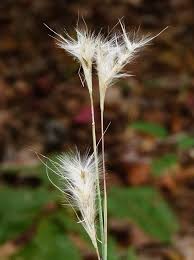 Image result for Andropterum