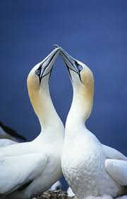 Morus Bassanus Beautiful Birds Animals Beautiful Sea Birds