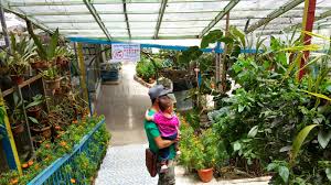 Rugi sekiranya tak singgah ke cameron highland butterfly garden. Taman Rama Rama Cameron Highlands Azlinda Alin Malaysian Parenting Lifestyle Beauty Blogs