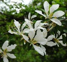 Image result for Bauhinia bowkeri