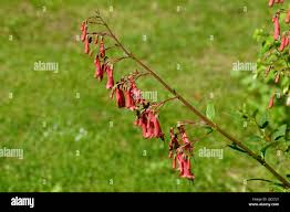 Image result for Limosella capensis