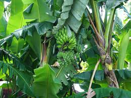 How do banana trees grow if there is no seeds in a banana? Plantain Trees Care And Growing Guide