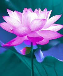 Sydney flowers of one of sydney 's most highly rated florists. Pin By Au Long On ì—°ê½ƒ Blue Lotus Flower Lotus Flower Pictures Most Beautiful Flowers