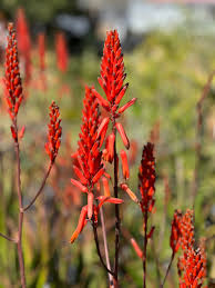 Image result for Aloe veseyi