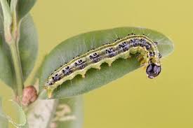 Image result for caterpillar box tree moth inside buxus plant